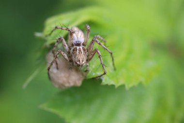 Luchs Spider - Oxyopes türleri