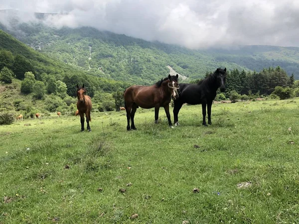 Εγχώρια άλογο - equus ferus caballus — Φωτογραφία Αρχείου