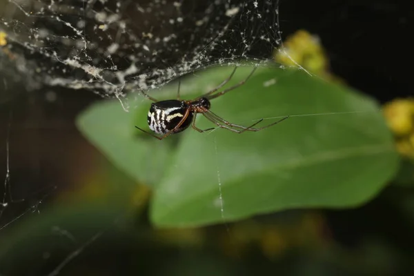 Filmy Dome Spider - Frontinella soorten — Stockfoto