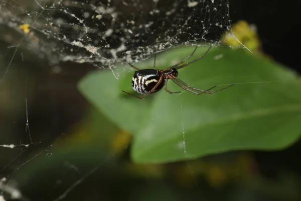Filmy Dome Spider - Frontinella species — 스톡 사진