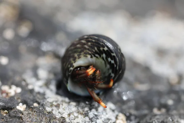 Krab poustevník - Clibanarius aequabilis — Stock fotografie