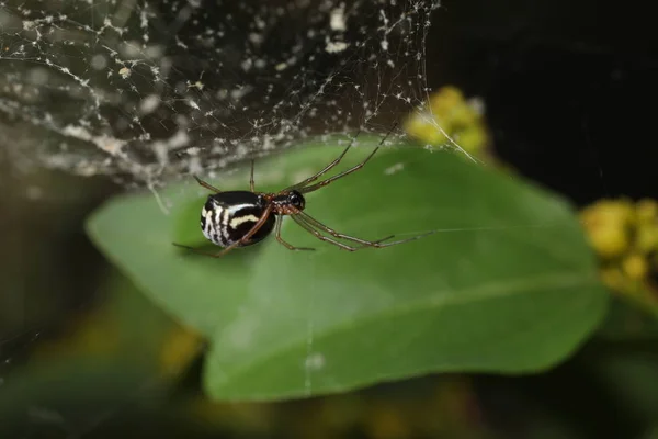 Film Kopuła pająk - Frontinella gatunków — Zdjęcie stockowe