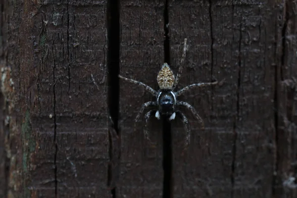Стрибаючий павук - Менемер напівжильбатус — стокове фото