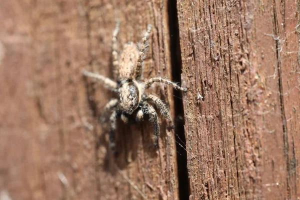 Araña saltarina - Menemerus semilimbatus —  Fotos de Stock