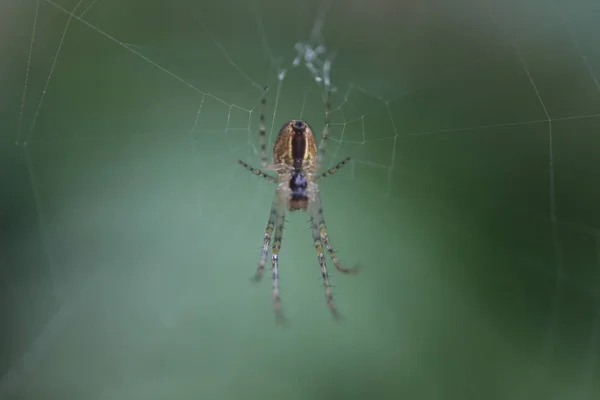 Spider - Metellina segmentata στο διαδίκτυο — Φωτογραφία Αρχείου