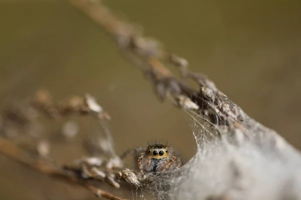 Skoki pająka - Mogrus neglectus — Zdjęcie stockowe