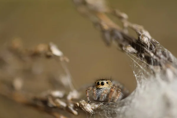 Aranha saltadora - Mogrus neglectus — Fotografia de Stock