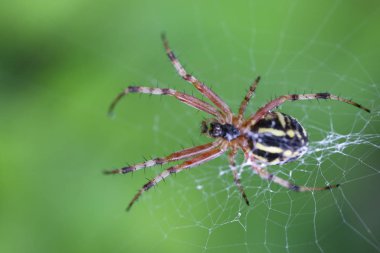 Eşek arısı - Argiope bruennichi