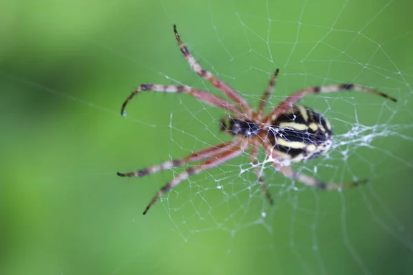 Vosí pavouk - Argiope bruennichi — Stock fotografie