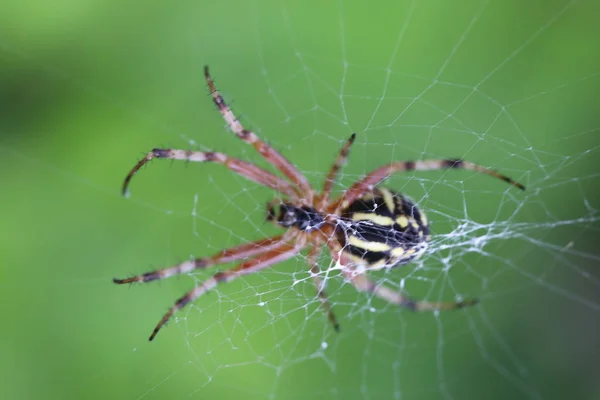 Osa pająk - Argiope bruennichi — Zdjęcie stockowe