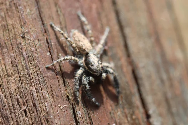 Aranha Saltitante - Semilimbatus Menemêmicos — Fotografia de Stock