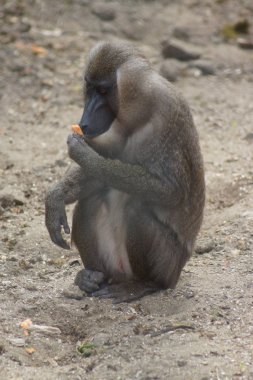 Matkap - mandrillus leucophaeus