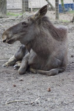 Avrasya Elk - Alces alces alces