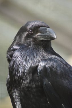 Ortak Raven - Corvus corax