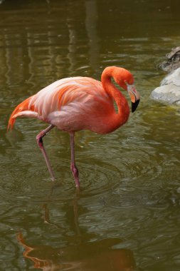 Karayip Flamingo - Phoenicopterus ruber