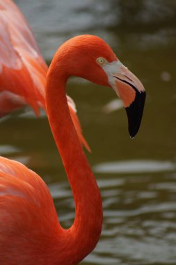 Karayip Flamingo - Phoenicopterus ruber