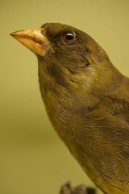 Florya - Chloris chloris