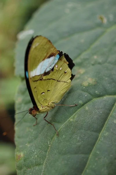 Общие Olivewing - Nessaea aglaura — стоковое фото