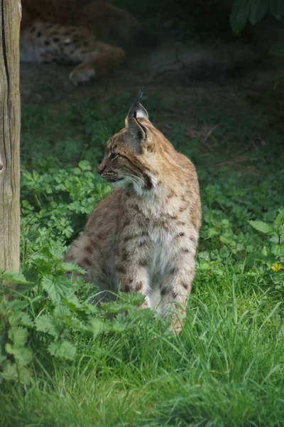 Karpat Lynx - Lynx lynx carpathicus — Stok fotoğraf