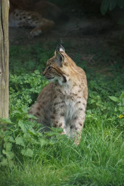 喀尔巴阡猞猁-猞猁猞猁 carpathicus — 图库照片