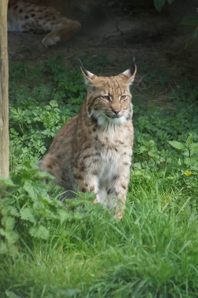 Carpathian Lynx - Lynx lynx carpathicus — Stock Photo, Image