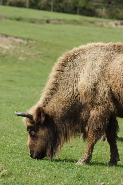 Europeisk bisonoxe - Bison bonasus — Stockfoto
