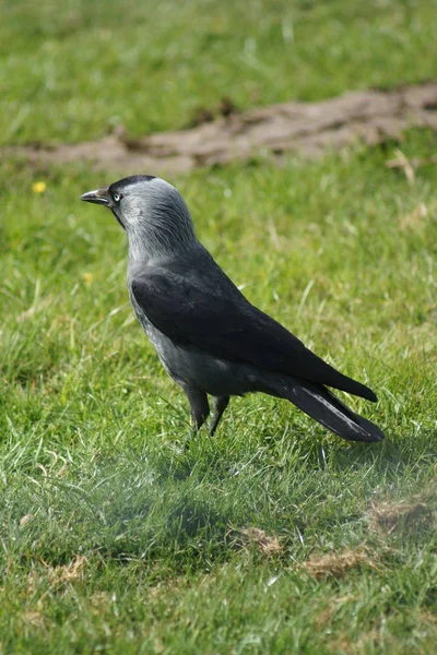 Euroasijských kavka obecná - corvus monedula — Stock fotografie