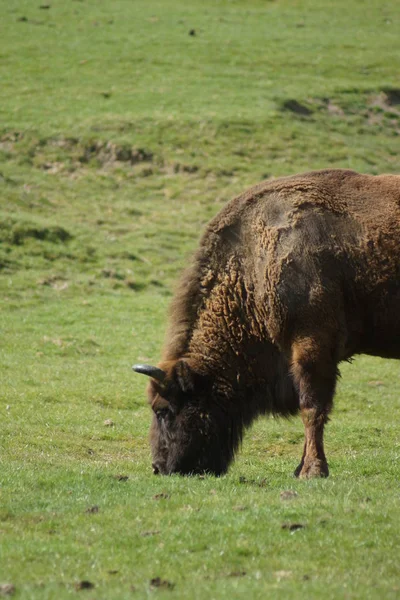 Europeisk bisonoxe - Bison bonasus — Stockfoto