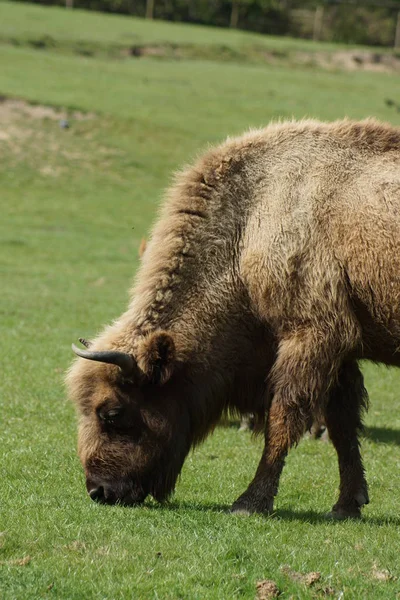 Europeisk bisonoxe - Bison bonasus — Stockfoto