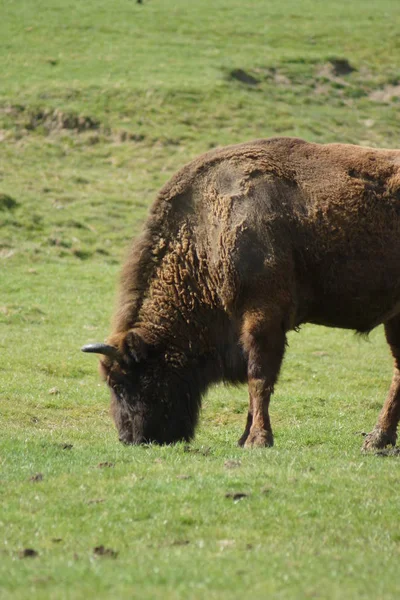 Европейский бизон - Bison bonasus — стоковое фото