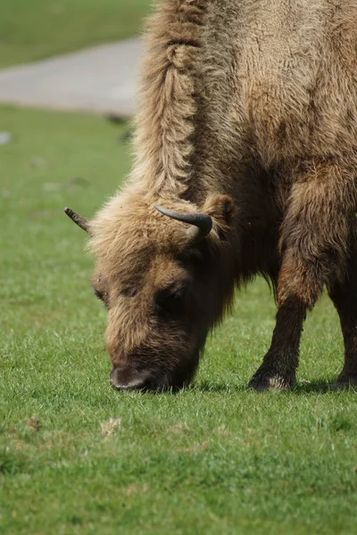 Europeisk bisonoxe - Bison bonasus — Stockfoto