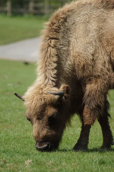 European Bison - Bison bonasus — Stock Photo, Image