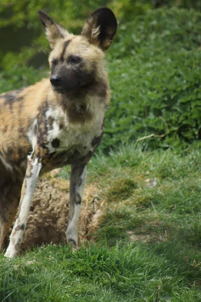 African Hunting Dog - Lycaon pictus — Stock Photo, Image