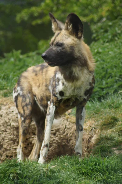 Afrikanska jakthund - lycaon pictus — Stockfoto