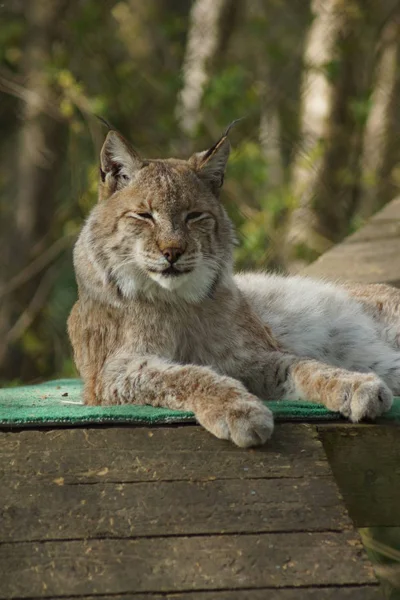 Ryś - lynx lynx — Zdjęcie stockowe