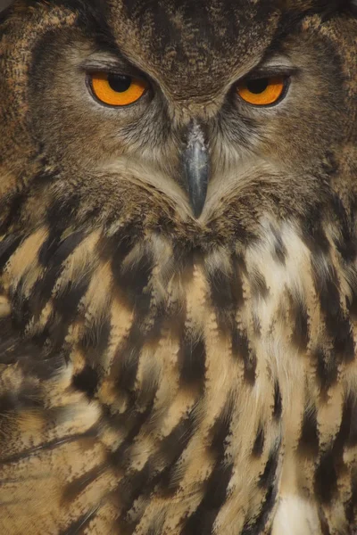 Eurasiska berguv - Bubo bubo — Stockfoto