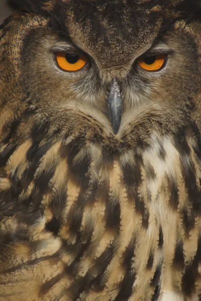 Eurasiska berguv - Bubo bubo — Stockfoto