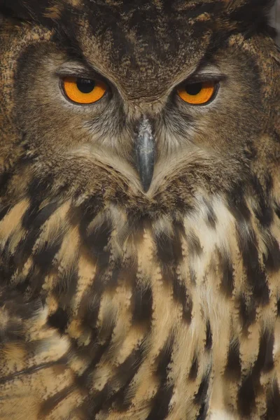 Coruja de águia eurasiana - Bubo bubo — Fotografia de Stock