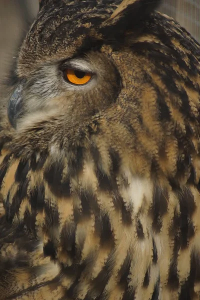 Kulíšek Eagle - Bubo bubo — Stock fotografie