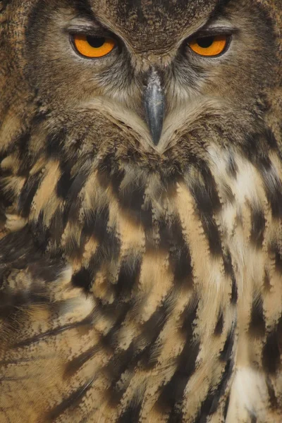 Eurasiska berguv - Bubo bubo — Stockfoto