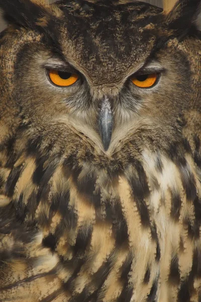 Eurázsiai fülesbagoly - Bubo bubo — Stock Fotó