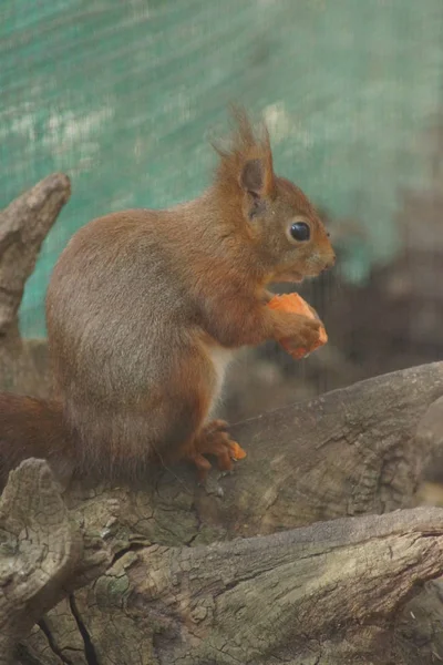 Eurasian Red Squirrel - Sciurus vulgaris — Stock Photo, Image
