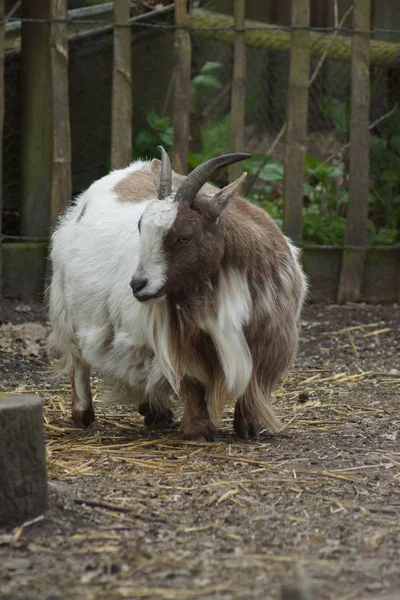 Domestic Goat - Capra aegagrus hircus — Stock Photo, Image