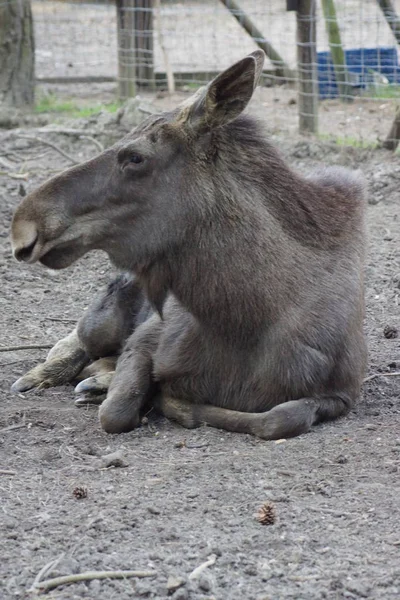 Eurázsiai Elk - Alces alces alces — Stock Fotó