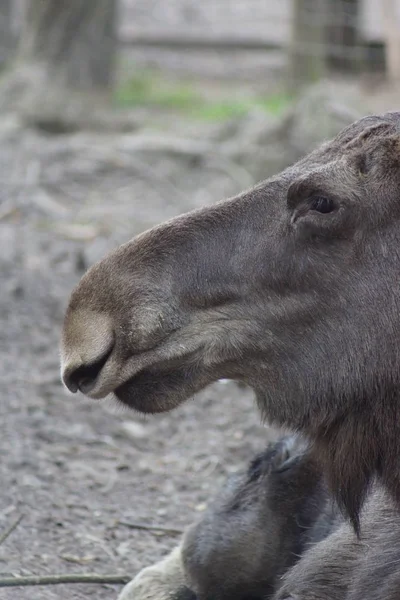 Alces alces alces alces — Foto de Stock