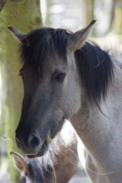 Domestic Horse - Konik Breed - Equus ferus caballus — Stock Photo, Image