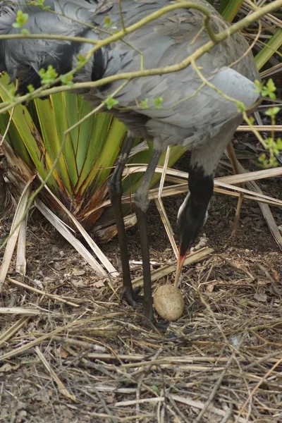 Grus grus - Kraanvogel — Stockfoto