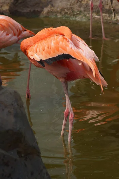 Caribische Flamingo - Phoenicopterus ruber — Stockfoto