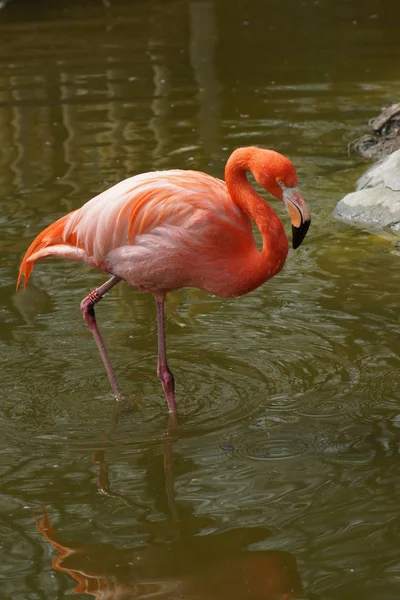 Caribische Flamingo - Phoenicopterus ruber — Stockfoto