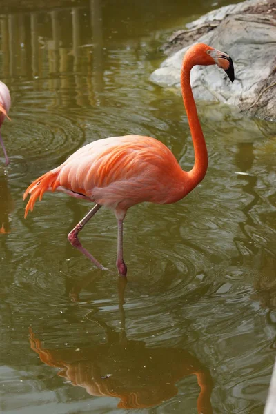 Карибський фламінго - Phoenicopterus ruber — стокове фото